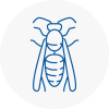 Great Yarmouth Wasp Nest Removal